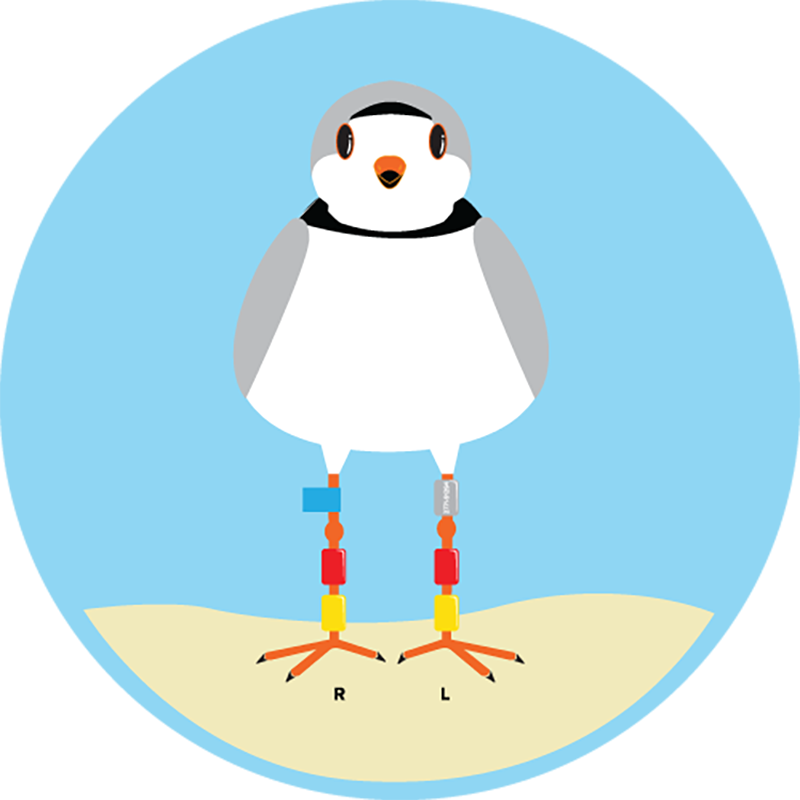 banded piping plover
