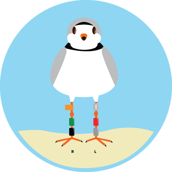 banded piping plover