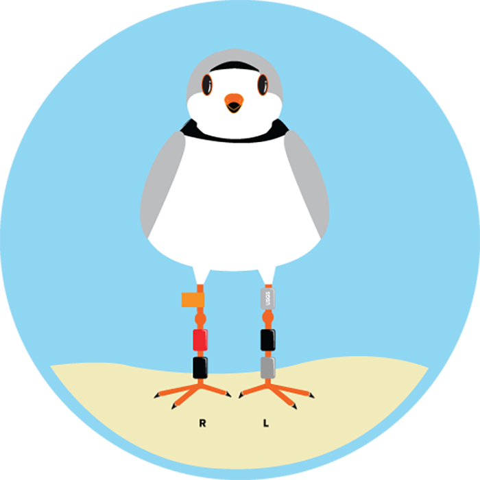 banded piping plover