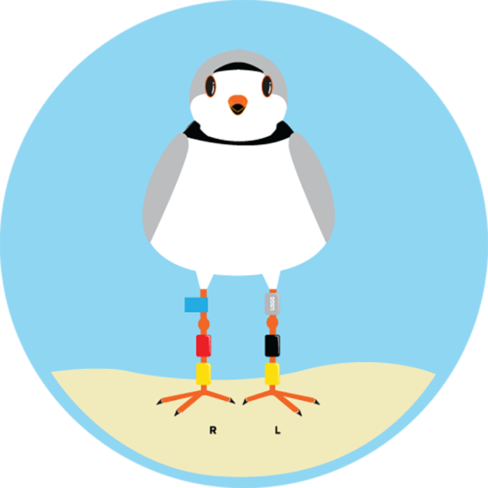 banded piping plover